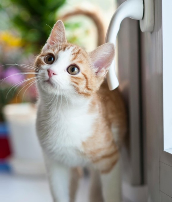 Mosquiteras resistentes a los gatos: la solución perfecta para tu hogar