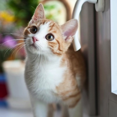 Mosquiteras resistentes a los gatos: la solución perfecta para tu hogar